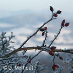 Svinec 15.1.2006, Nový Jičín