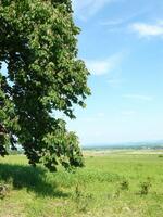 Místo zastavení pod korunou stromu - detail informační tabule